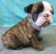 English Bulldog Puppies for sale in Lexington, KY, USA. price: NA