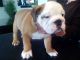 English Bulldog Puppies for sale in Bountiful, UT 84010, USA. price: NA