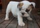 English Bulldog Puppies for sale in Abilene, Houston, TX 77020, USA. price: NA