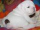 English Bulldog Puppies for sale in Abilene, Houston, TX 77020, USA. price: NA