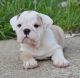 English Bulldog Puppies for sale in Danville, IL 61832, USA. price: NA
