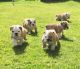 English Bulldog Puppies for sale in Bloomfield Ave, Bloomfield, CT 06002, USA. price: NA