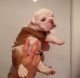 English Bulldog Puppies for sale in Delaware, OH 43015, USA. price: NA
