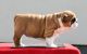 English Bulldog Puppies for sale in TX-180, Fort Worth, TX, USA. price: NA