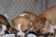 English Bulldog Puppies for sale in Anaheim, CA, USA. price: NA