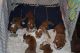English Bulldog Puppies for sale in Anaheim, CA, USA. price: NA