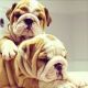 English Bulldog Puppies for sale in 15th Ave S, Fargo, ND 58103, USA. price: NA