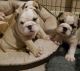 English Bulldog Puppies for sale in Olympia, WA, USA. price: NA