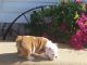 English Bulldog Puppies for sale in Redondo Beach, CA 90277, USA. price: NA