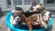 English Bulldog Puppies for sale in Deep Run Church Rd, Deep Run, NC 28525, USA. price: NA