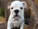 English Bulldog Puppies for sale in S Acansa Dr, Pueblo West, CO 81007, USA. price: NA