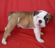 English Bulldog Puppies for sale in New Castle, PA, USA. price: NA