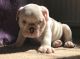 English Bulldog Puppies for sale in New Castle, PA, USA. price: NA