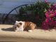 English Bulldog Puppies for sale in Redondo Beach, CA 90277, USA. price: NA