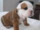 English Bulldog Puppies for sale in W Olympic Blvd, Los Angeles, CA, USA. price: $21