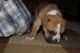 English Bulldog Puppies for sale in Michigan Ave, Paterson, NJ 07503, USA. price: NA
