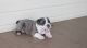 English Bulldog Puppies for sale in San Bernardino, CA, USA. price: $1,500