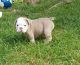 English Bulldog Puppies for sale in National Ave, Big Bend, WI 53103, USA. price: NA