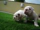 English Bulldog Puppies for sale in California Ave, Santa Monica, CA 90403, USA. price: NA