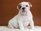 English Bulldog Puppies for sale in California Ave, Santa Monica, CA 90403, USA. price: NA