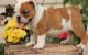 English Bulldog Puppies for sale in Pittsburgh, PA 15255, USA. price: NA