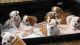 English Bulldog Puppies for sale in Allen St, New York, NY 10002, USA. price: NA
