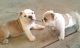 English Bulldog Puppies for sale in California Ave, Windsor, ON, Canada. price: NA