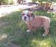 English Bulldog Puppies for sale in West Lafayette, IN, USA. price: NA
