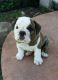 English Bulldog Puppies for sale in West Lafayette, IN, USA. price: NA