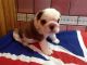English Bulldog Puppies for sale in Erie, PA, USA. price: NA