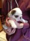 English Bulldog Puppies for sale in Delaware, OH 43015, USA. price: NA
