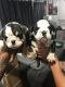 English Bulldog Puppies for sale in Arcadia, FL 34266, USA. price: NA