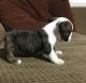 English Bulldog Puppies for sale in Tulare, CA 93274, USA. price: NA