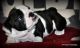 English Bulldog Puppies for sale in AZ-89A, Cottonwood, AZ 86326, USA. price: NA