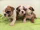 English Bulldog Puppies for sale in Gaston, IN 47342, USA. price: NA