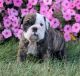 English Bulldog Puppies for sale in New Holland, PA 17557, USA. price: $2,300
