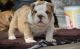 English Bulldog Puppies for sale in Abbeville, SC 29620, USA. price: NA