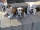 English Bulldog Puppies for sale in New York, IA 50238, USA. price: NA