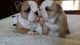 English Bulldog Puppies for sale in New York, IA 50238, USA. price: NA
