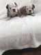 English Bulldog Puppies for sale in Bountiful, UT 84010, USA. price: NA