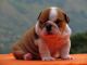 English Bulldog Puppies for sale in 77002 38th Ave, Covert, MI 49043, USA. price: NA