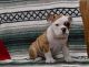 English Bulldog Puppies for sale in Texas Ave, Houston, TX, USA. price: NA