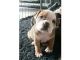 English Bulldog Puppies for sale in Florida Ave S, Lakeland, FL, USA. price: $500