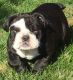 English Bulldog Puppies for sale in Broken Arrow, OK 74012, USA. price: NA