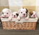 English Bulldog Puppies for sale in NC-54, Burlington, NC 27215, USA. price: NA