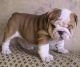 English Bulldog Puppies for sale in Orangeburg, SC 29115, USA. price: NA