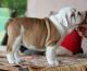English Bulldog Puppies for sale in Orangeburg, SC 29115, USA. price: NA