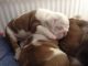 English Bulldog Puppies for sale in Lansing, MI, USA. price: NA