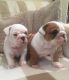 English Bulldog Puppies for sale in Devereaux Rd, Columbia, SC 29205, USA. price: NA