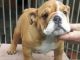 English Bulldog Puppies for sale in Delaware St, Huntington Beach, CA 92648, USA. price: NA